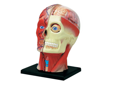 4D-MASTER-4D-HUMAN-ANATOMY-HUMAN HEAD-MODEL-26064