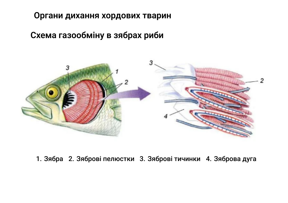 Дихальна система хребетних тварин