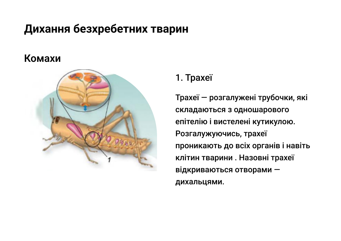 Дихання у безхребетних тварин.Комахи
