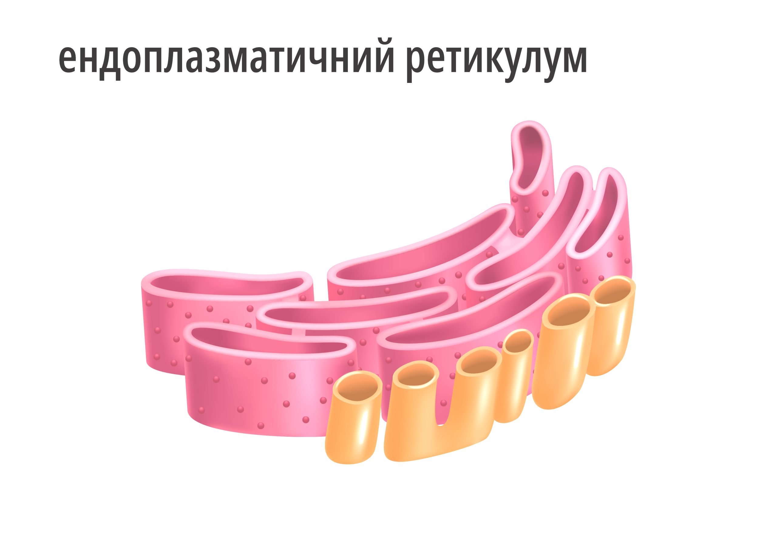 Без назви-2