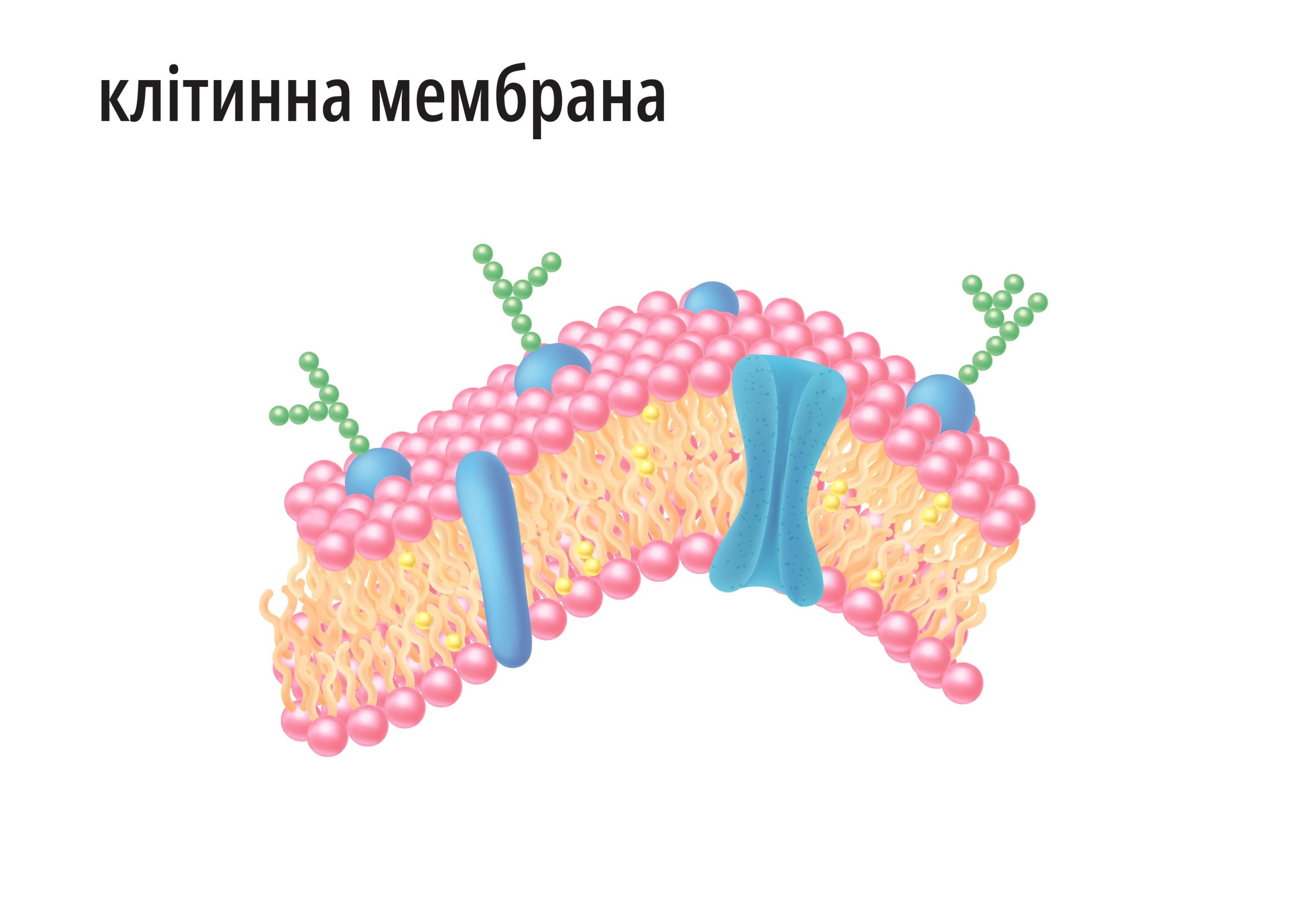 Без назви-2